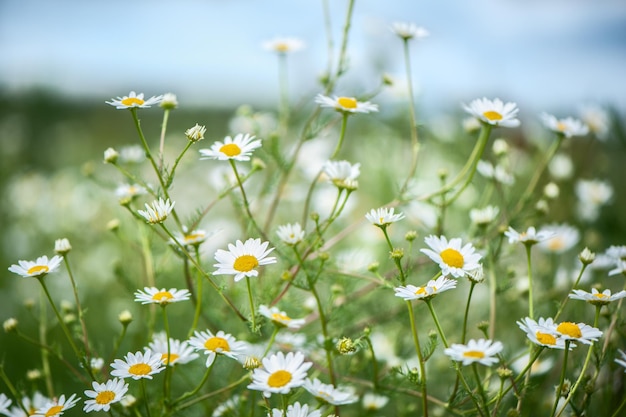 Daisies in the field spring and summer theme beautiful landscape