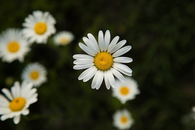 Daisies on the field in spring