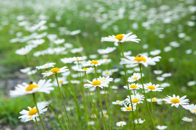 Daisies on the field in spring