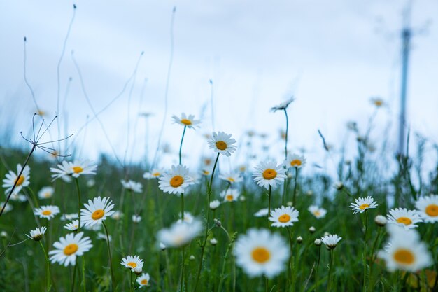 Daisies on the field in spring