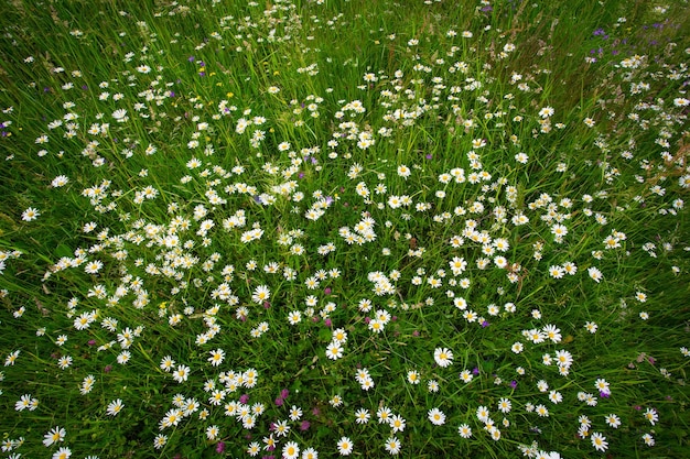 Daisies on a field