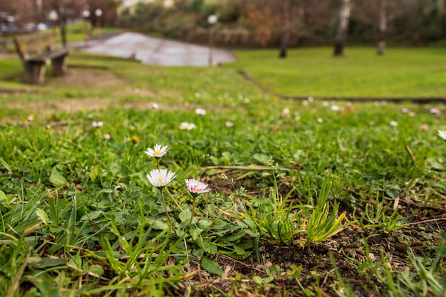 Daisies on green grass