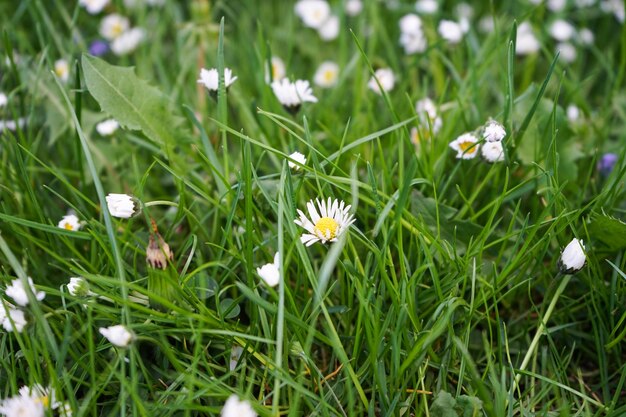 Daisies grow on the field a lot of beautiful flowers background Closeup