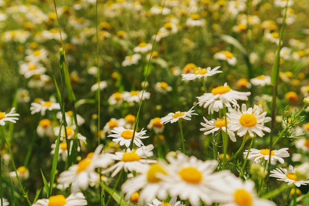 Photo daisies in meadow field of chamomile in summer wallpaper of yellow and white flowers