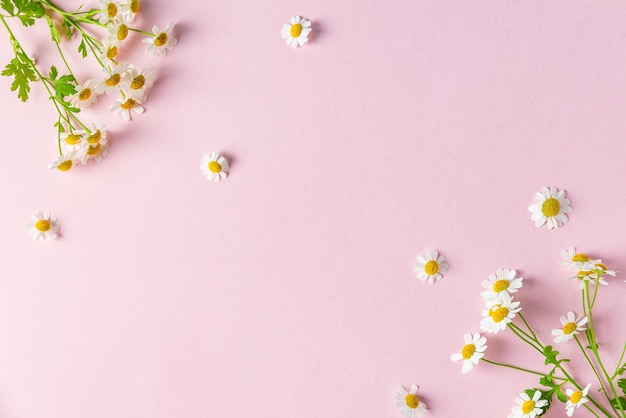 Daisies on a pink background