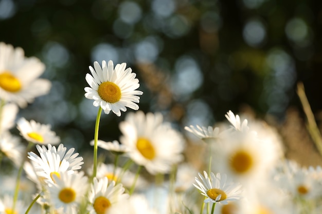 Daisies on a spring meadow at sunrise