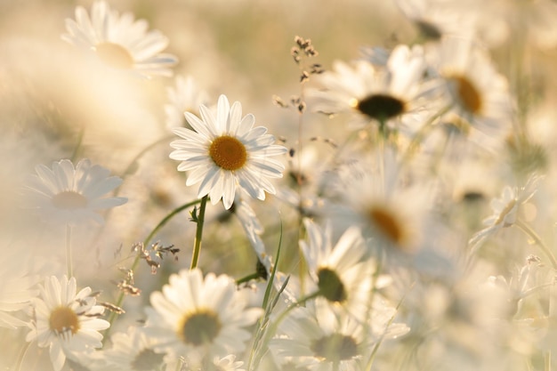 Daisies on a spring meadow at sunset