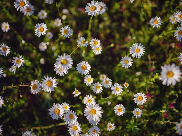 Daisies in sunny spring garden beautiful outdoor floral background photographed with selective focus