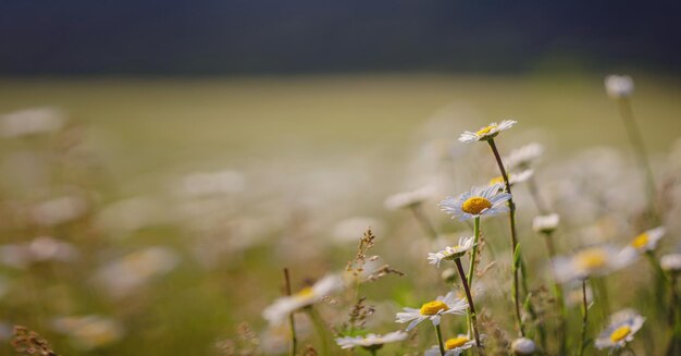 Daisies in sunny spring garden beautiful outdoor floral background photographed with selective focus