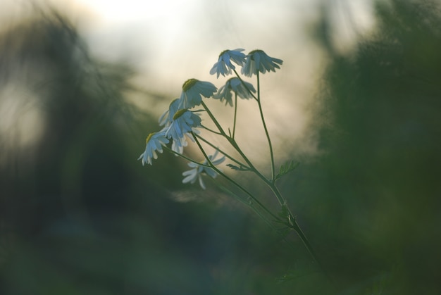 Daisies at sunset in the forest. spring background