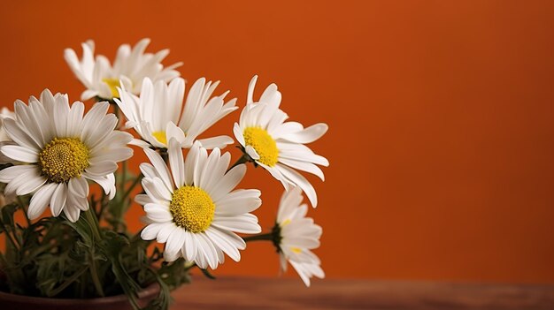 Daisies in a vase on a table