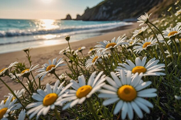 Daisies with a beach in the background