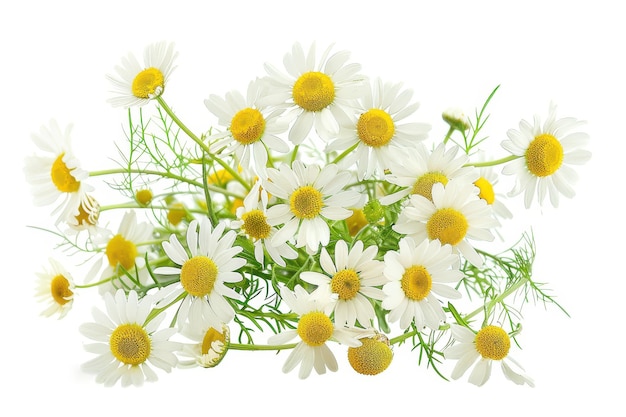 Daisies with chamomile on white