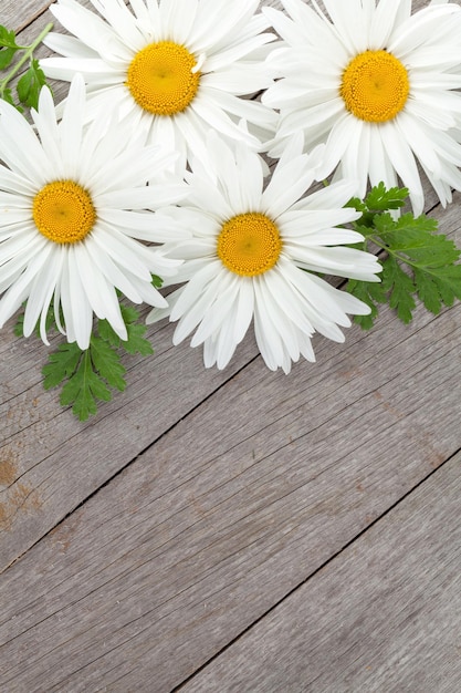 Daisy camomile flowers on wooden table