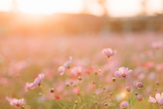 Daisy cosmos pink flower in sunlight background