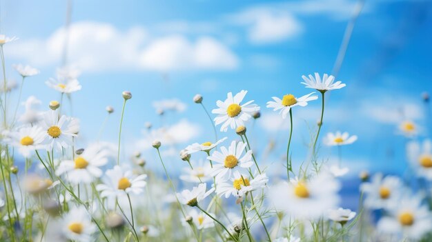 Daisy Field Under Blue Sky