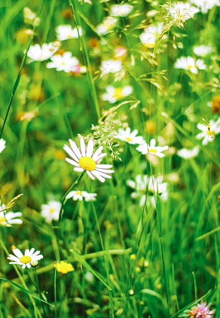 Daisy field in summer green grass and blooming flowers chamomile meadow as spring nature and floral background botanical garden and eco environment