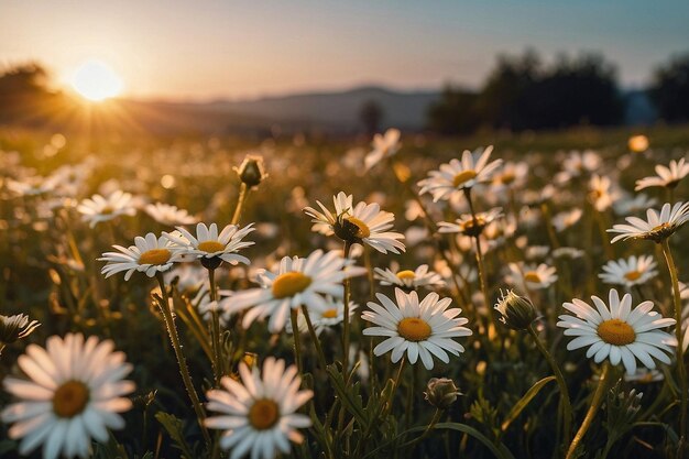 Daisy field during sunset