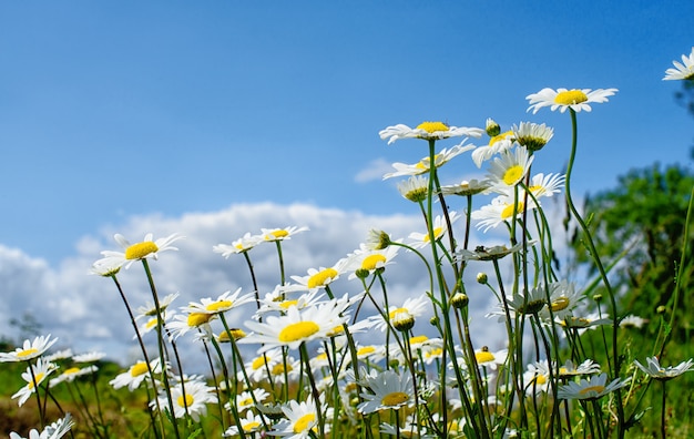 Daisy field with a blue sky