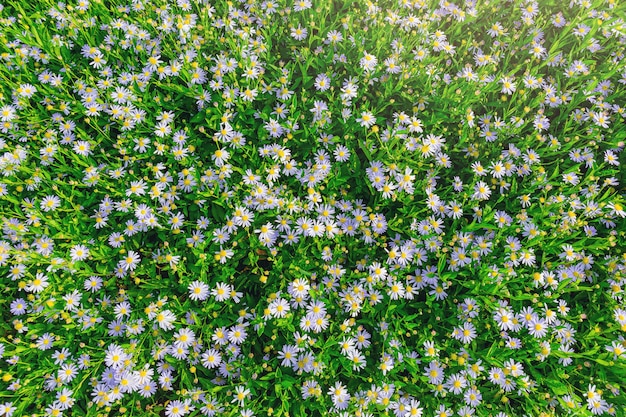 Daisy flower abstract background. White flowers on green grass in garden