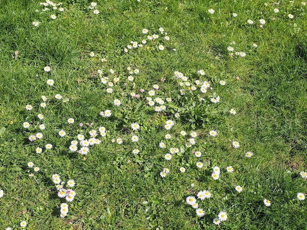 Daisy flower background