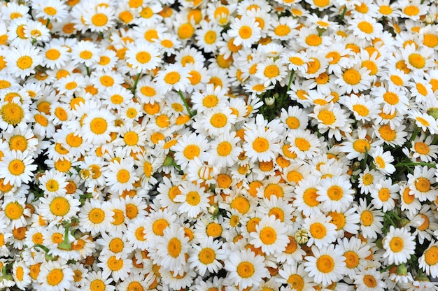 Daisy flower background