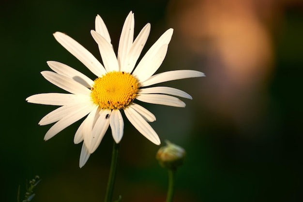 Daisy flower growing in a blurred nature background Marguerite plants blooming on a green field in spring from above Top view of a white flower blossoming in a garden Flora flourishing in nature