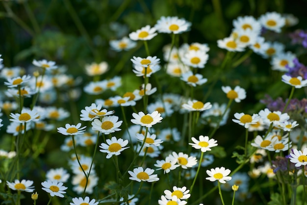 Daisy flower growing in a field or botanical garden on a sunny day outdoors Marguerite or english daisies from chamomile plant species blossoming in springtime Scenic landscape of blooms in nature