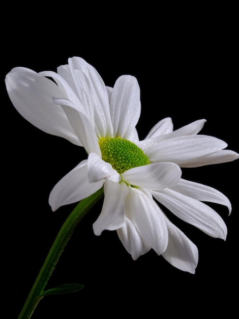 Daisy flower isolated on black background