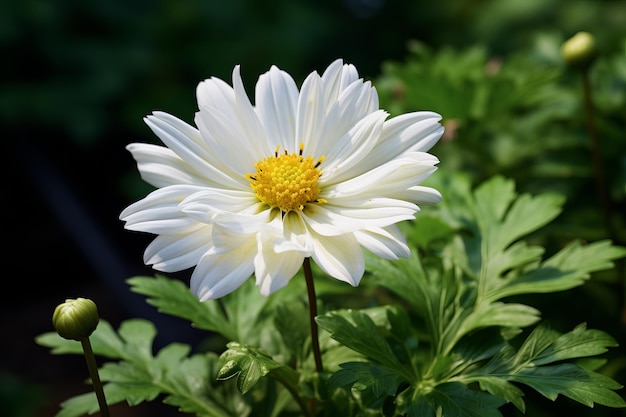 Photo a daisy flower its petals radiant the graceful beauty of white daisy blossoms