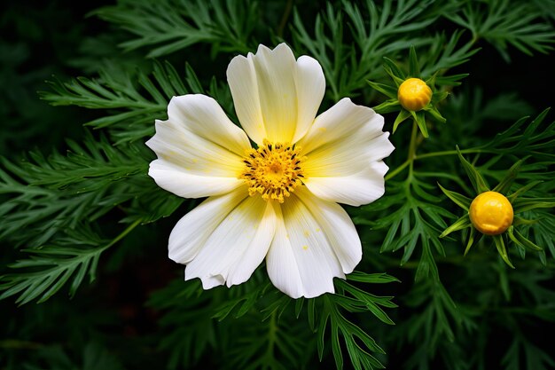 A daisy flower its petals radiant The Graceful Beauty of White Daisy Blossoms