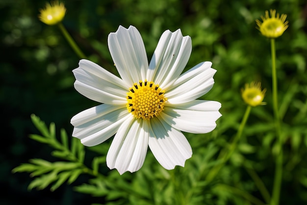 A daisy flower its petals radiant The Graceful Beauty of White Daisy Blossoms