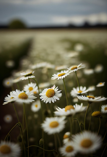 Daisy flower wild chamomile close up AI Generated