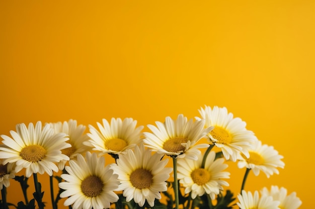 A daisy flower on a yellow background