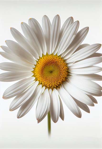 daisy flower