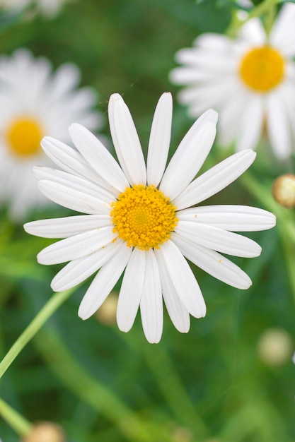 Daisy flower