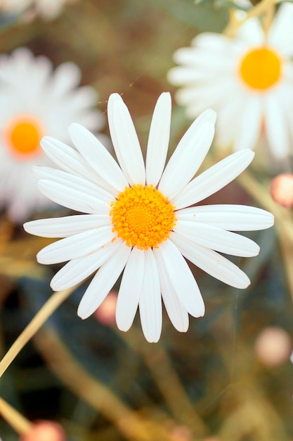 Daisy flower