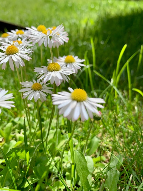 Daisy flowers on a background of high grass