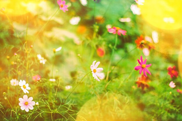 Daisy flowers in a dream garden in summertime