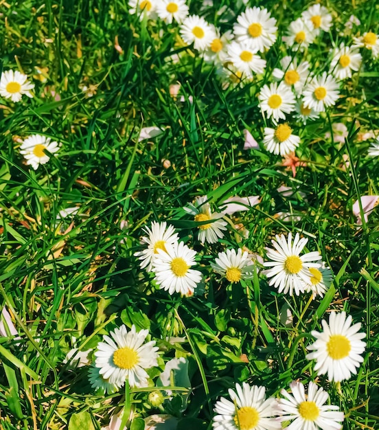 Daisy flowers and green grass in spring nature and outdoors