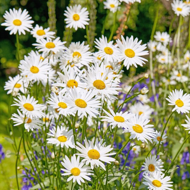 Daisy flowers growing in a green meadow from above Top view of marguerite perennial flowering plants on a field in spring Beautiful white flowers blooming in backyard garden Pretty flora in nature