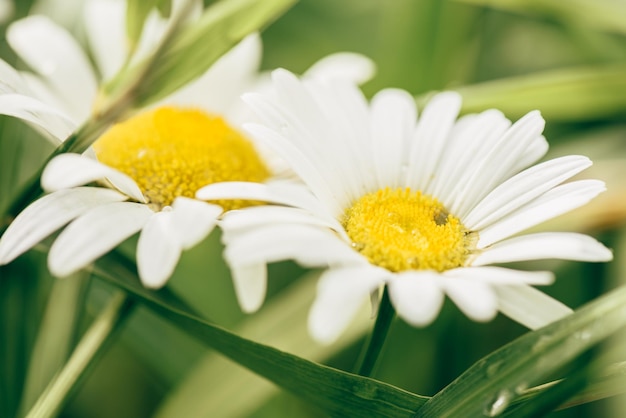 Daisy Flowers on Lawn with Water Drops