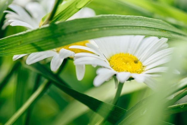 Daisy Flowers on Lawn with Water Drops