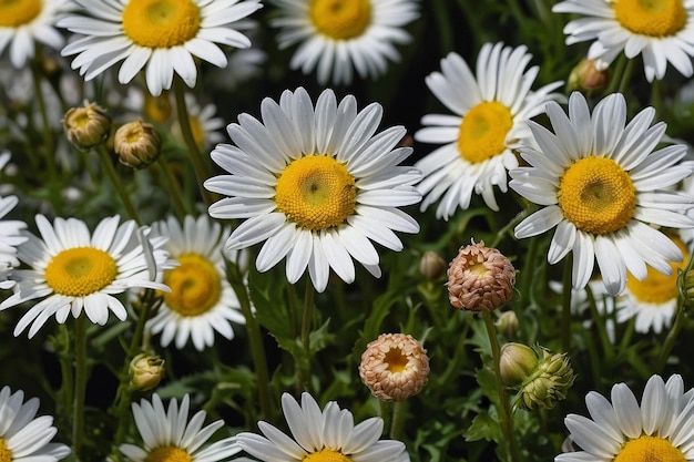 Daisy flowers in various stages of growth from bud to full bloom to wilting