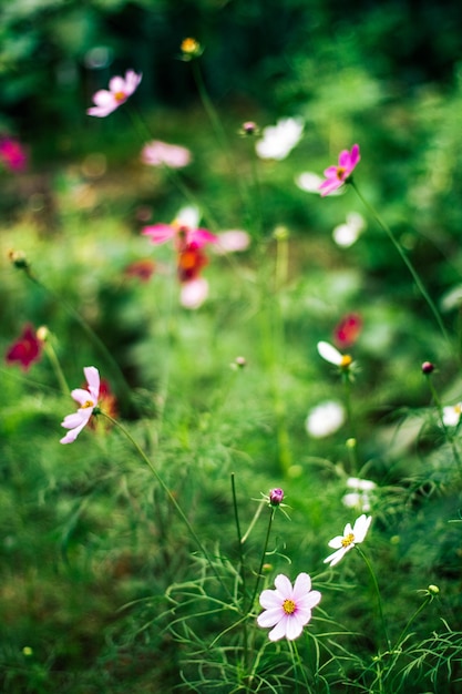 Daisy garden gardening flowers and nature styled concept