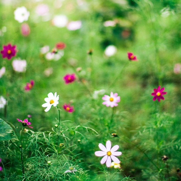 Daisy garden gardening flowers and nature styled concept