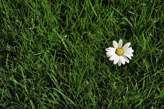 Photo a daisy in the grass with a yellow center