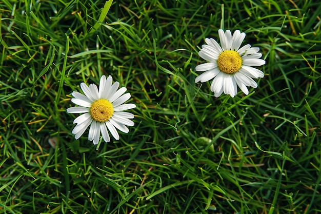 Photo a daisy in the grass with a yellow center