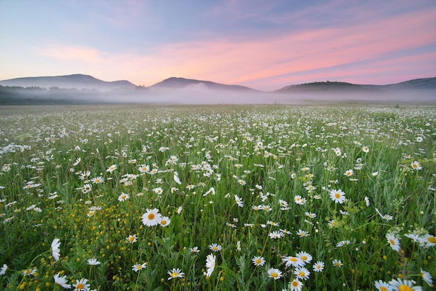 Daisy meadow on foggy morning