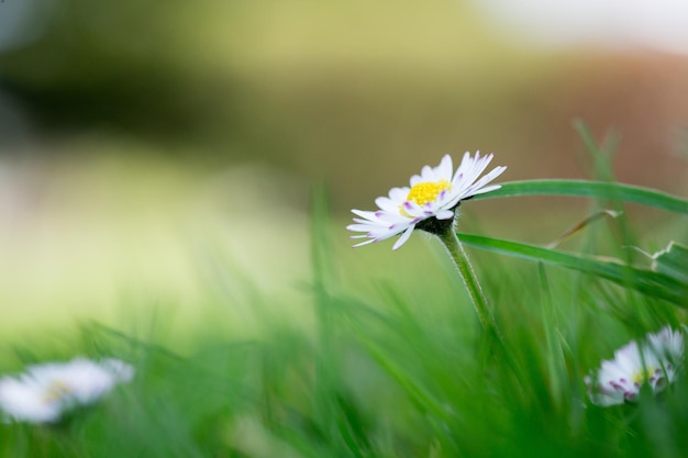 Daisy in springtime Close up picture